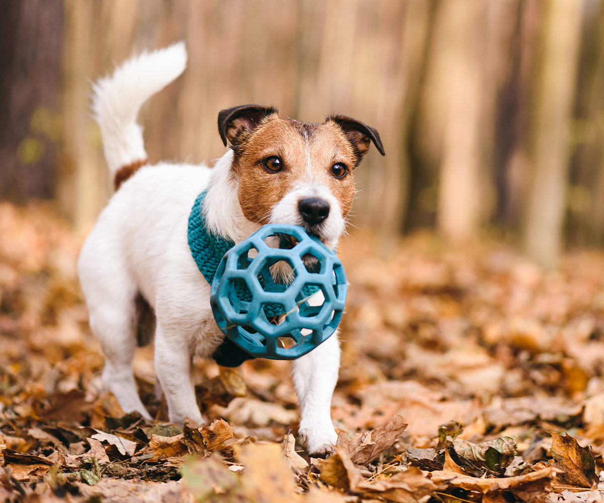 Image of a pet